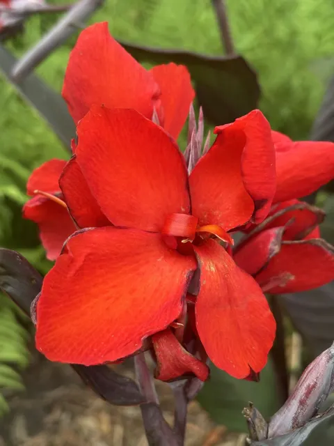 A red canna lily