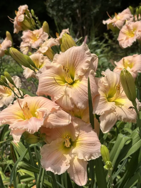 Peach daylilies