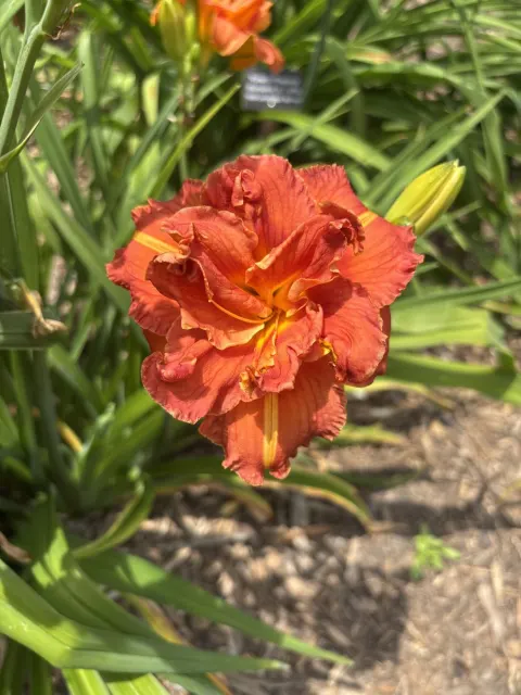 An orange daylily