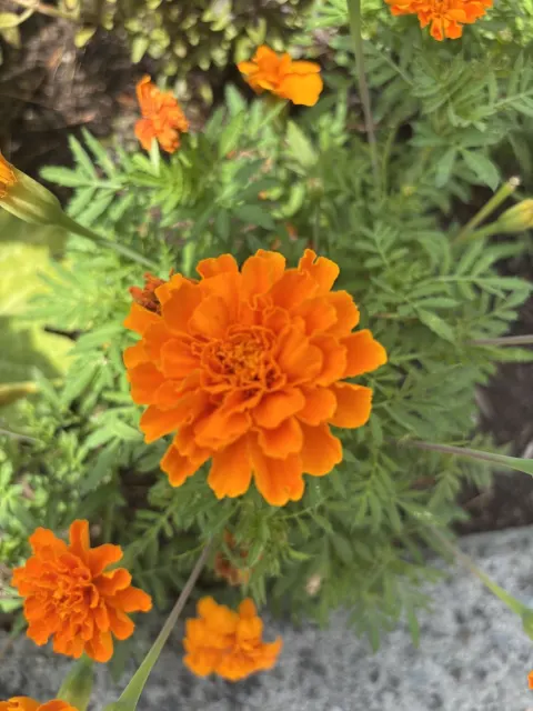 Marigolds