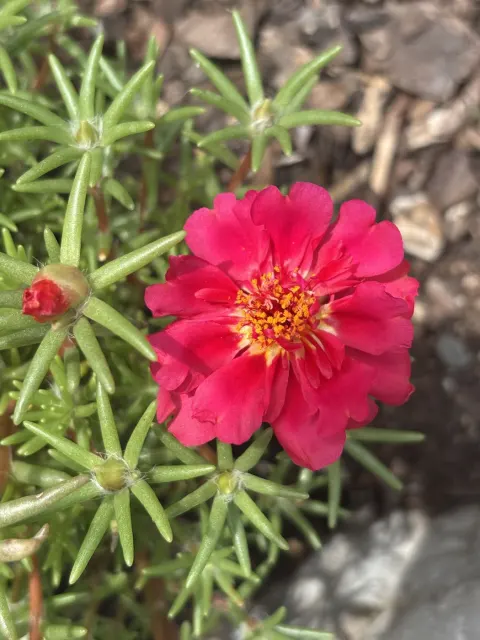 A red moss rose