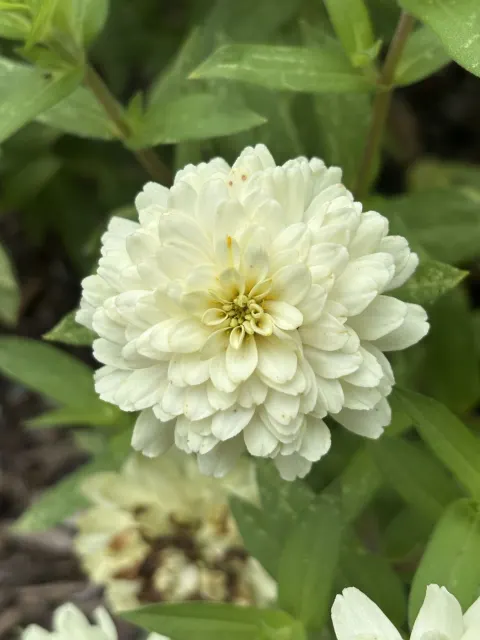 A white zinnia