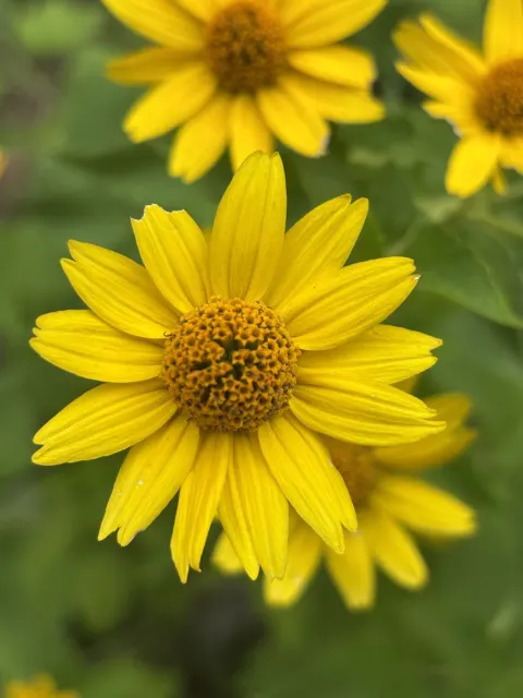 A cluster of yellow daisies