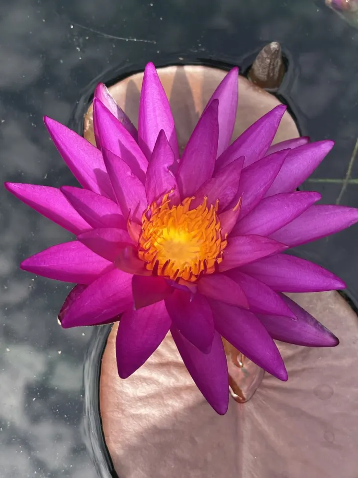 A pink water lily on a dark pond